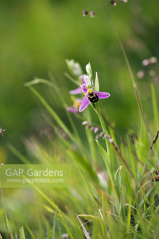 Ophrys apifera - Bee orchid 