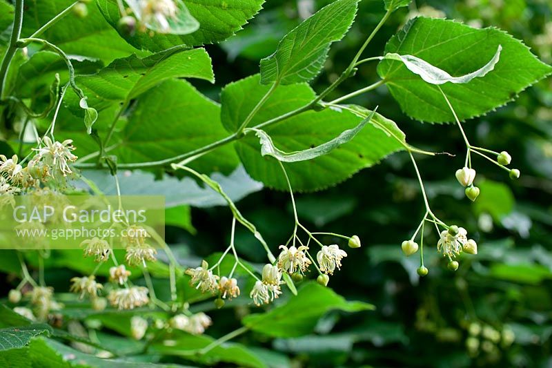 Tilia platyphyllos - Flowers, fruits and leaves of Lime of Holland