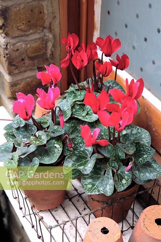 Three different red and pink Cyclamen on windowsill in small terracotta pots in  wire basket