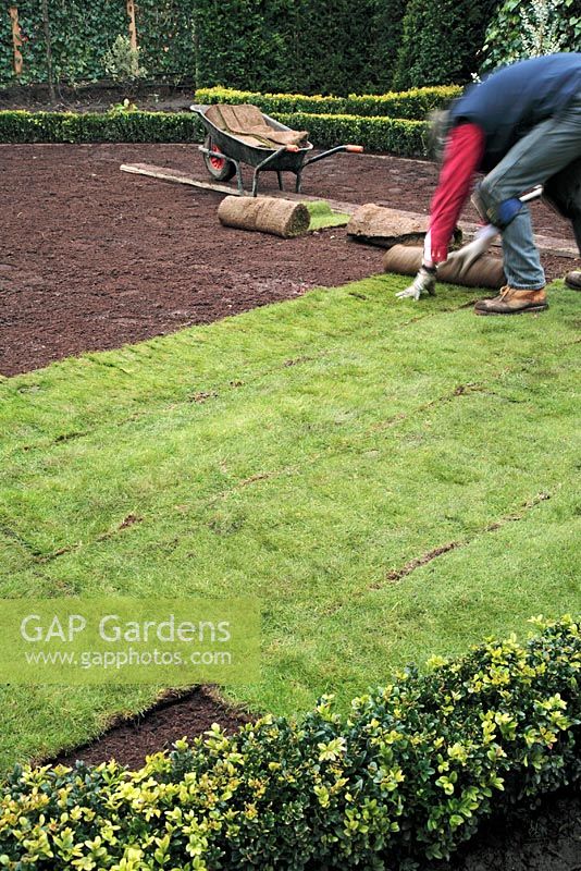 Laying rolls of turf, on newly prepared compost, wheelbarrow and board in background, low Buxus hedge in foreground