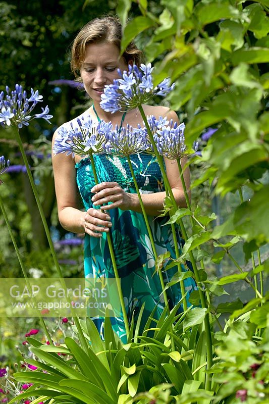 Woman looking at Agapanthus flowers in garden