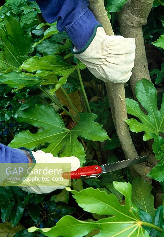 Sawing off lanky stem of Fatsia japonica
