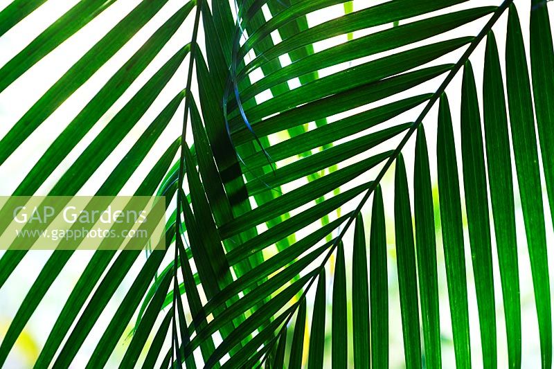 Oreodoxa Regia - Royal palm tree leaves 