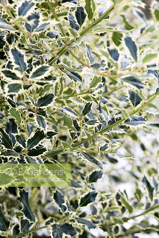 Ilex aquiflorium elegantissima - Variegated holly in the snow