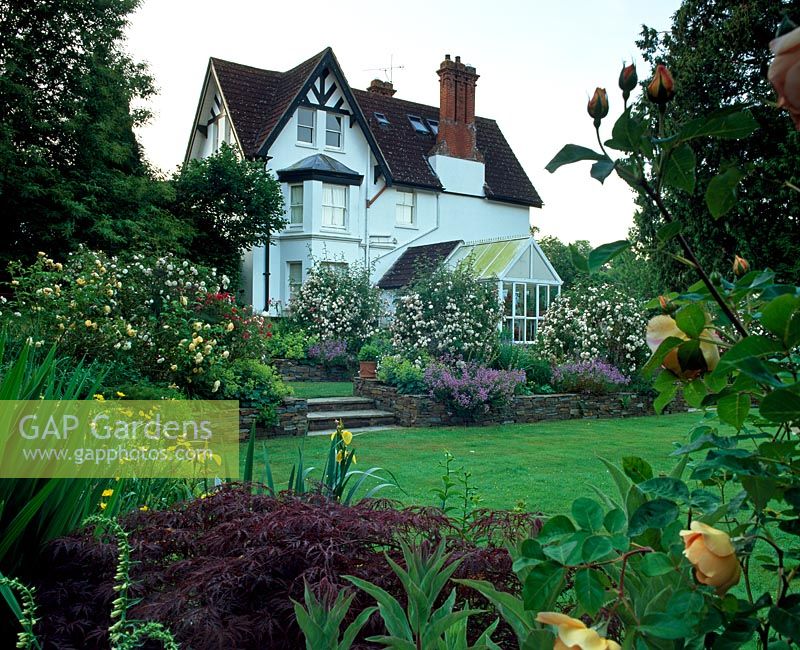 House and conservatory as seen from garden, with Rosa 'Pat Austin' on right in foreground and Acer palmatum dissectum - Tipton Lodge, Devon, UK