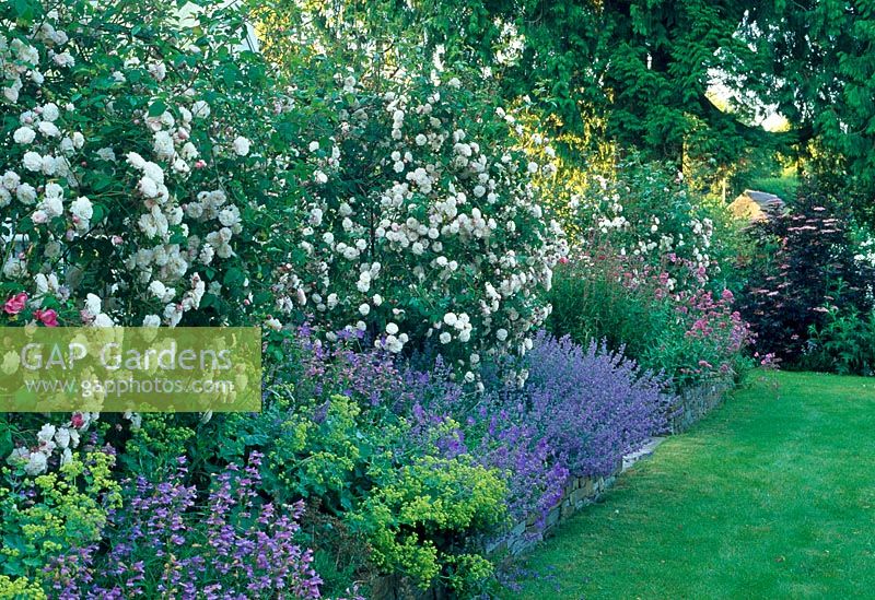 Avenue of French Rosa 'Felicite Perpetue' under planted with Nepata and Alchemilla mollis - Tipton Lodge, Devon, UK