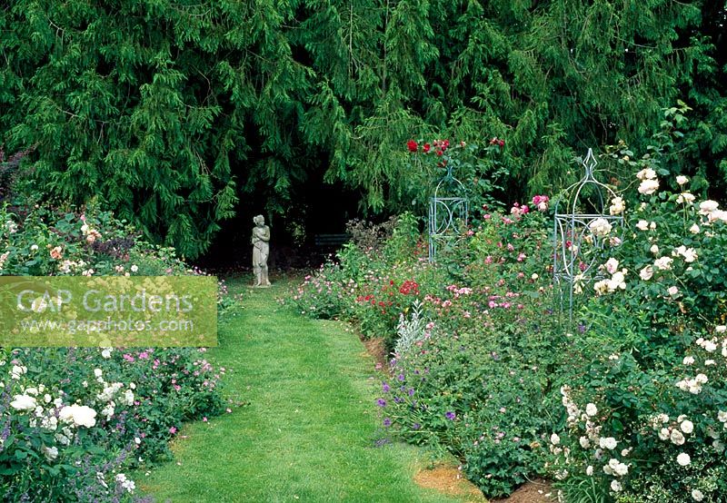 Main border with statue of Venus, Geranium endressii and Geranium x oxonianum 'Wargrave Pink' roses such as Rosa 'William Lobb', Felicia, Winchester Cathedral, Eglantine and Zephirine Drouhin - Tipton Lodge, Devon, UK