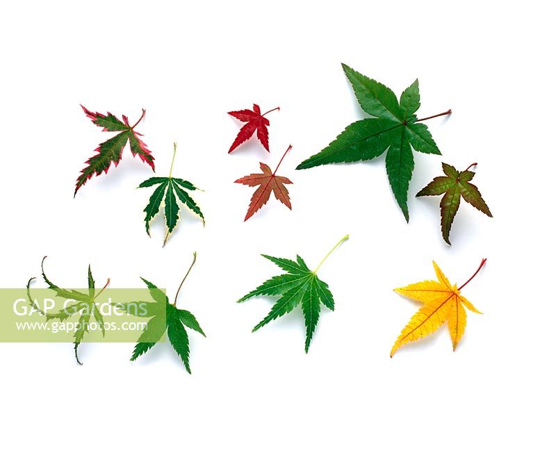 Acers - Clockwise - atropurpureum 'Butterfly', 'Beni-hime', 'Chishio', heptalobum 'Winter Flame', atropurpureum 'Coonara Pygmy' and heptalobum 'Kama'
