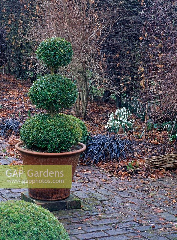 Topiary in terracotta pot