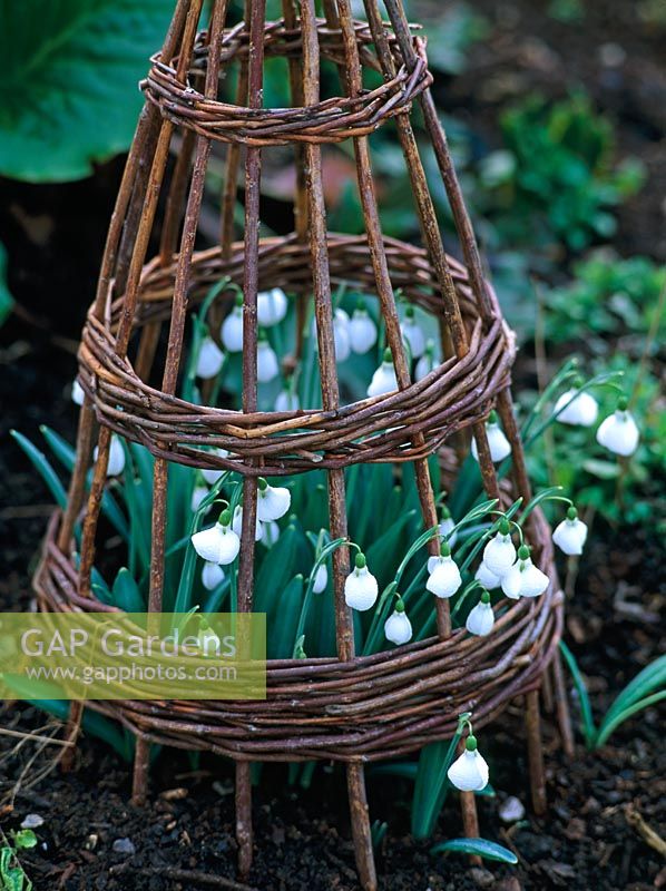 Galanthus 'Diggery' protected by willow cloche