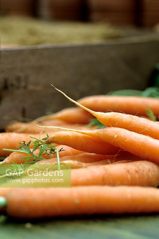 Harvested carrots ready for storage in sand