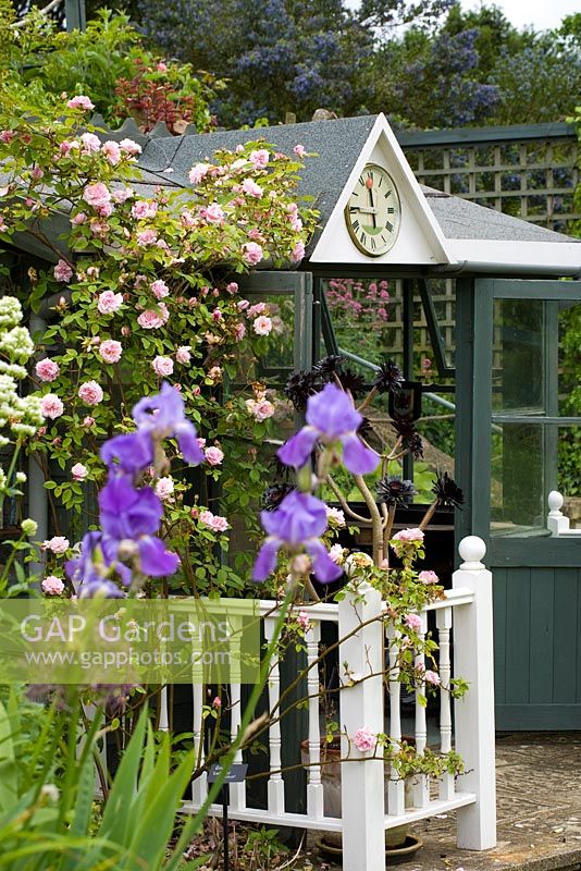 Summerhouse with clock, covered with climbing rose - Mill Dene Gardens, Blockley, Gloucestershire