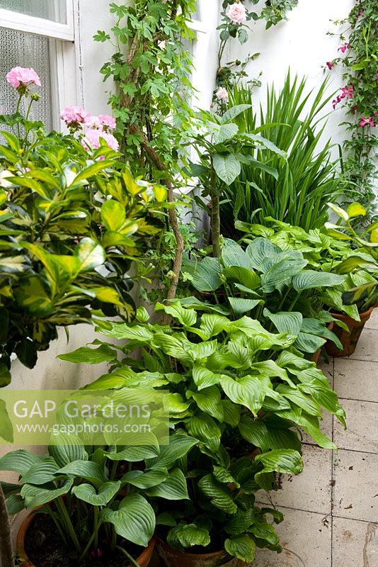 Tiny front yard with potted Hostas and other exotic plants - Richard's Garden, Bellevue Crescent, Bristol, UK