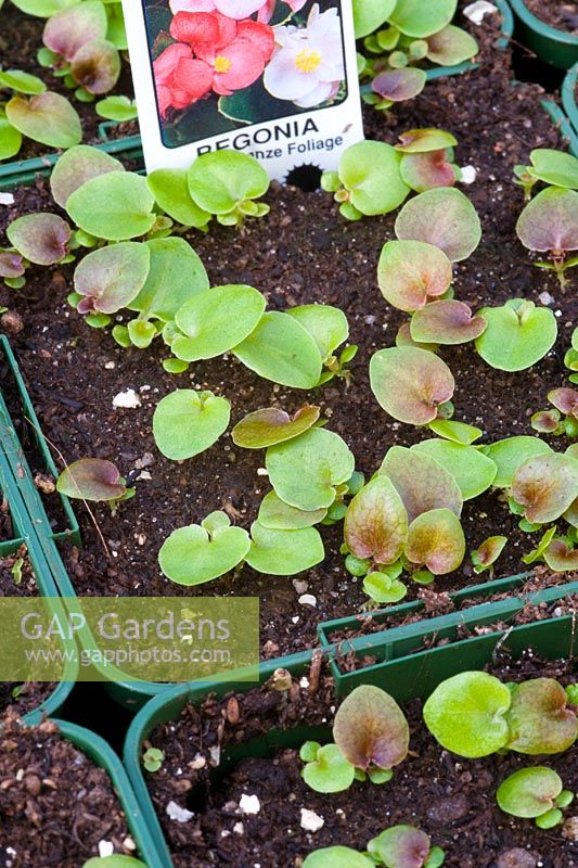 Begonia 'Organdy Mix' seedlings 