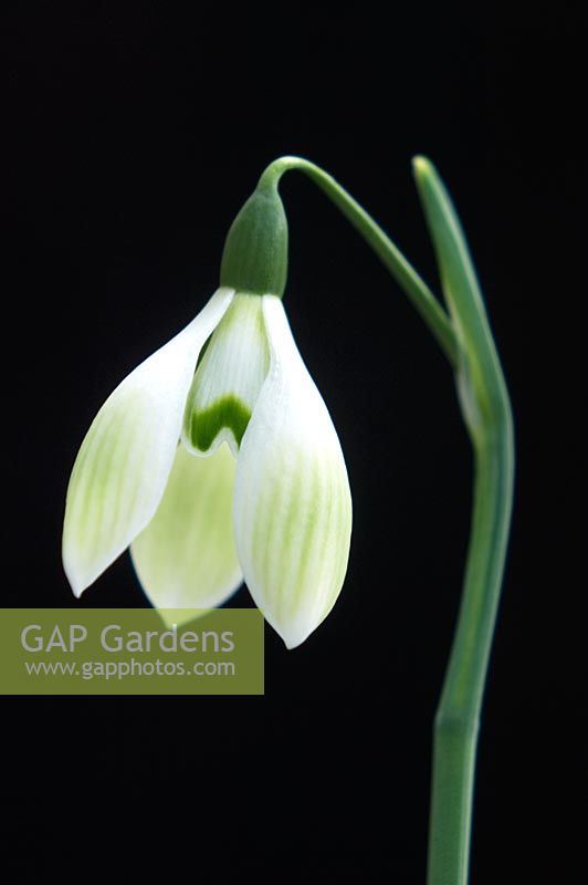 Galanthus 'Cowhouse Green' 