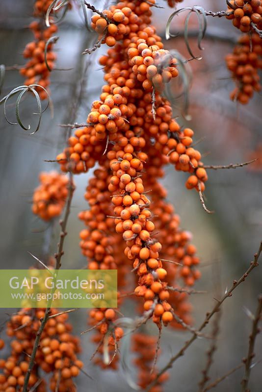 Hippophae Rhamnoides - Clusters of orange berries, in winter