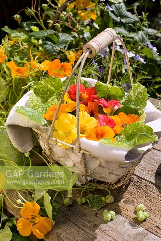 Wire basket filled with edible nasturtium flowers, leaves and seeds - Tropaeolum 'Alaska'