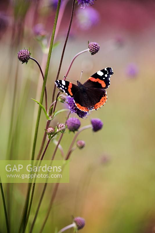 Red Admiral butterfly on Scabiosa 