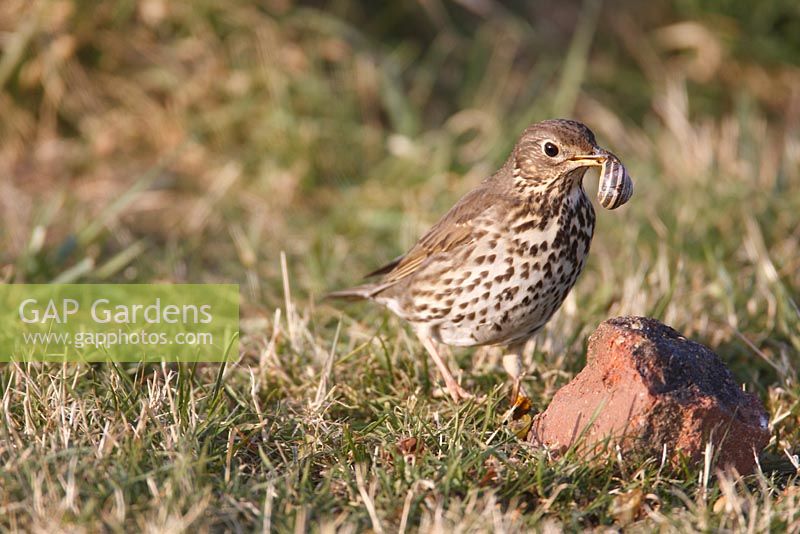 Turdus philomelos - Song Thrush standing near brick anvil with snail