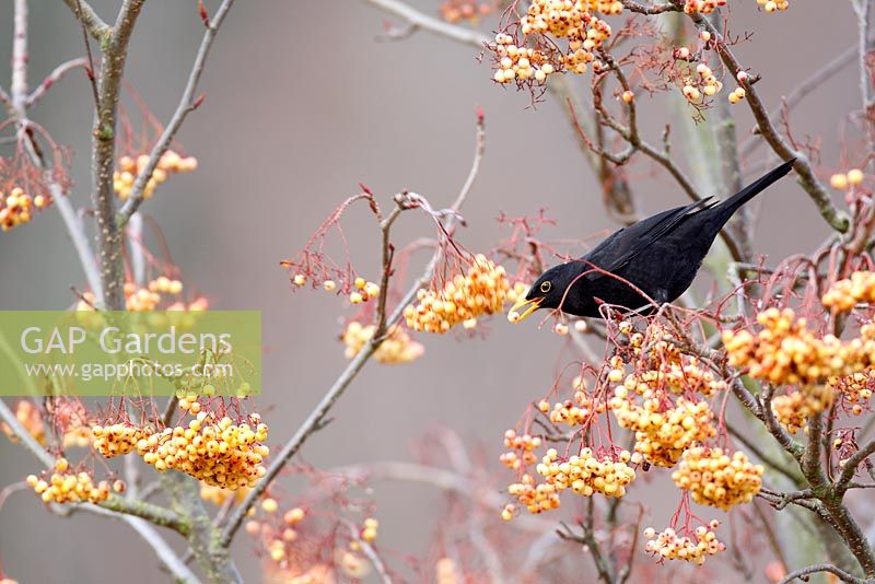 Turdus merula - Male blackbird eating Rowan berries 