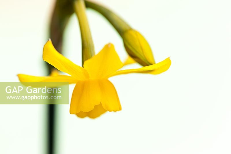 Narcissus 'Fernandesii'