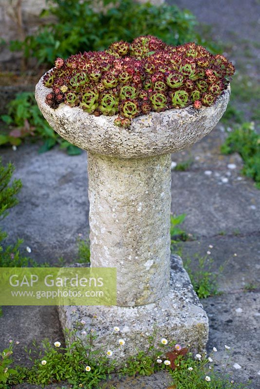 Sempervivum planted in old stone birdbath - Wellfield Barn, Wells, Somerset 