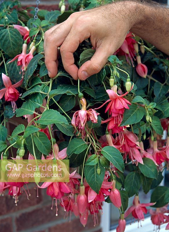 Fuchsia - Pick off dead flowers and seed pods 