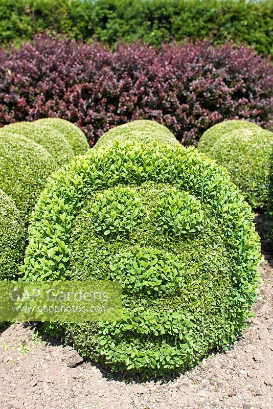 Buxus - Box balls trimmed to face shape