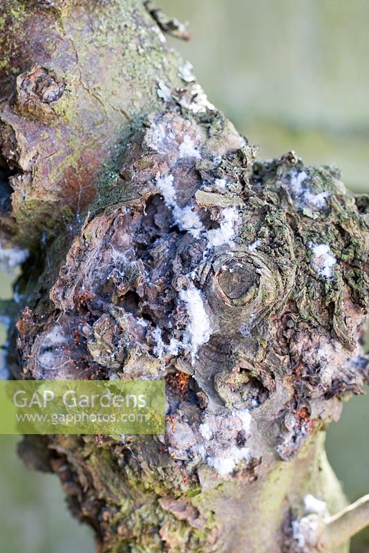 Eriosoma lanigerum - Wooly aphid damage on apple tree