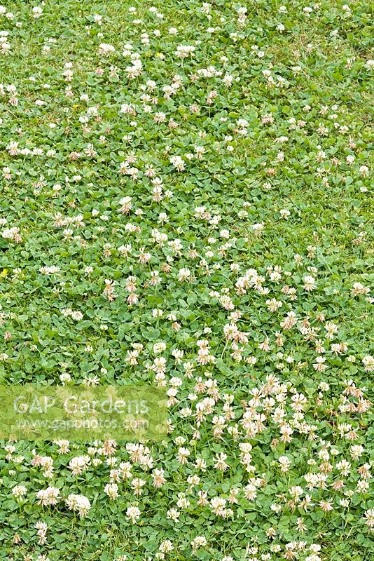 Trifolium repens - White Clover in Lawn