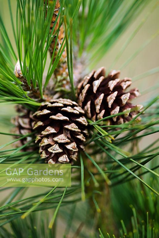 Pinus - Pine cones