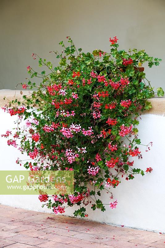 Pelargonium in pots on a wall in Tuscany -  Italy