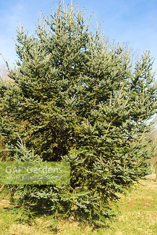 Picea likiangensis
