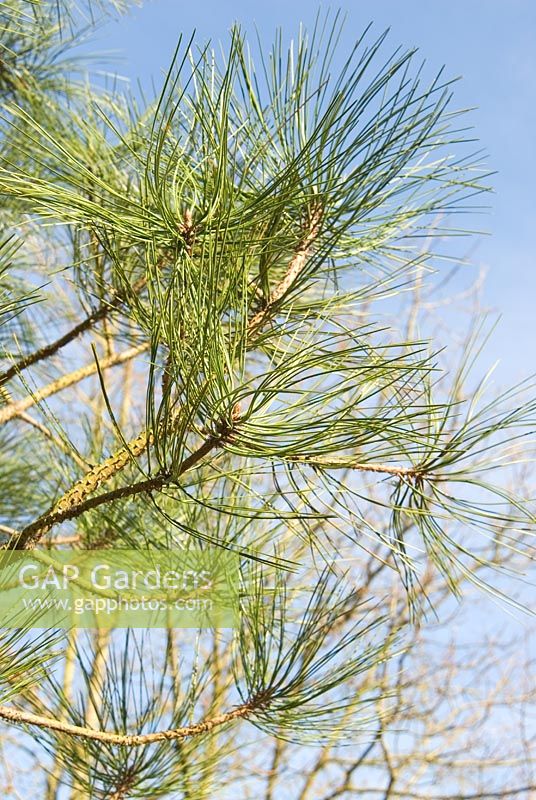 Pinus jeffreyi AGM
