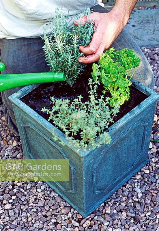 Planting up container with Parsley, Thymus, Lavandula and Salvia - Watering completed pot