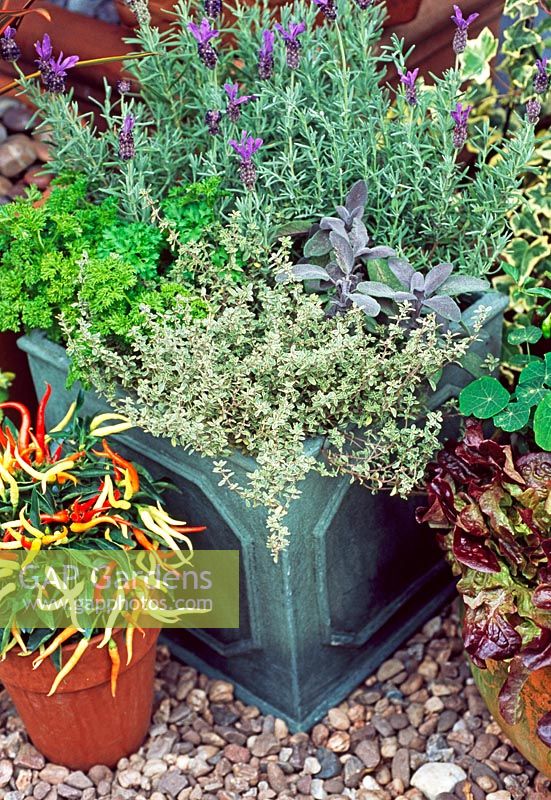 Parsley, Thymus vulgaris 'Silver Posie', Lavandula Stoechas 'Madrid Purple' and Salvia officinalis 'Purpurascens' in square pot
