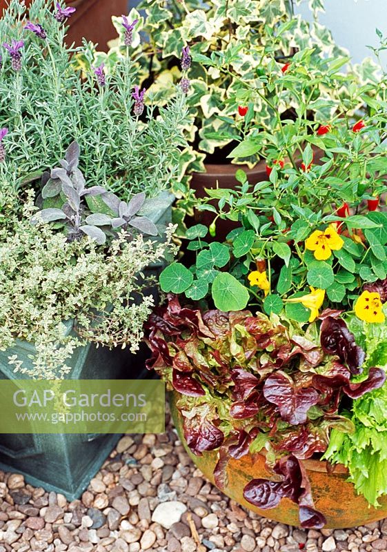 Parsley, Thymus vulgaris 'Silver Posie', Lavandula Stoechas 'Madrid Purple' and Salvia officinalis 'Purpurascens' in square pot beside other edible plants in containers
