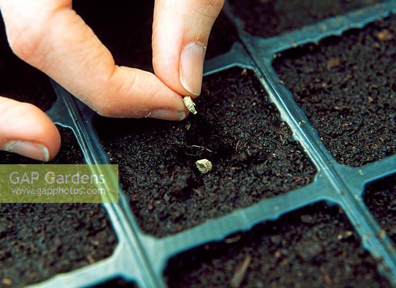 Sowing Calendula seeds - Sowing in modules 