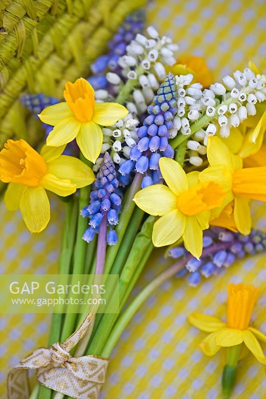 Bunch of Narcissus 'Tete-A-Tete' with white and blue Muscari