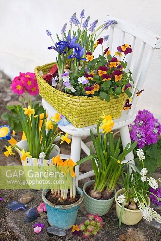 Spring flowers growing in pots on and beside old wooden child's chair - Narcissus 'Tete-A-Tete', white and blue Muscari, Primula, Iris reticulata, Violas and Crocus 

 