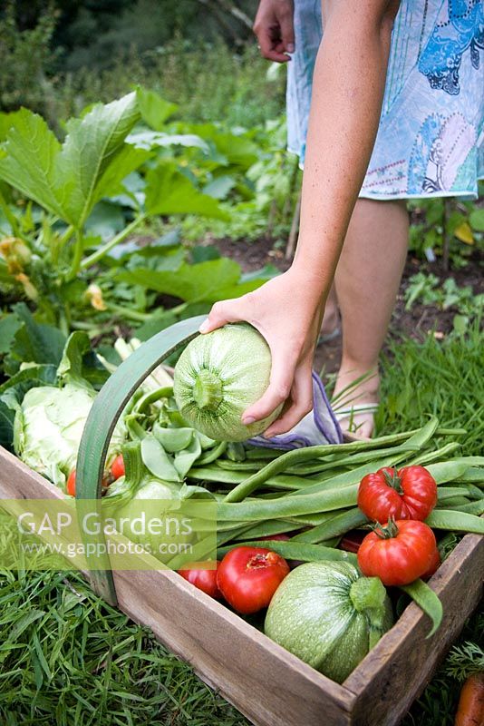 Woman harvesting vegetables 