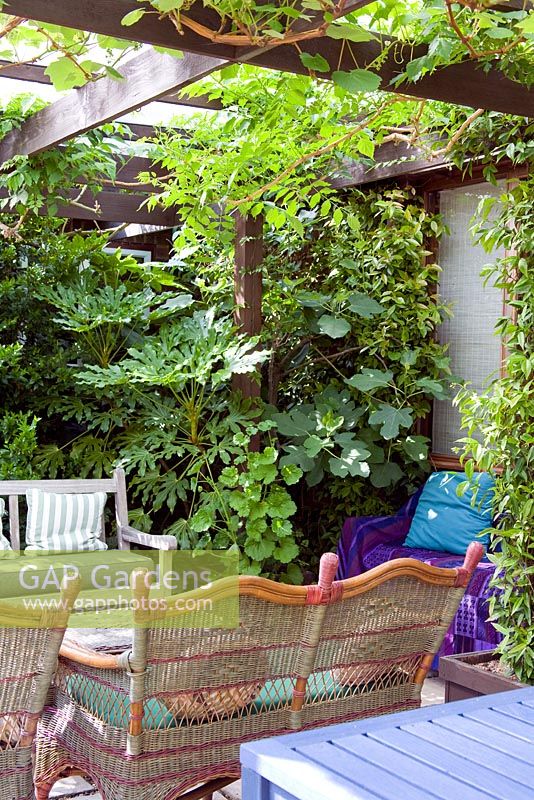 A Moroccan inspired garden with vine covered pergola and casual seating - Drought tolerant planting scheme of Fatsia japonica, Campsis radicans, Trachyospermum jasminoides and Bougainvillea glabra