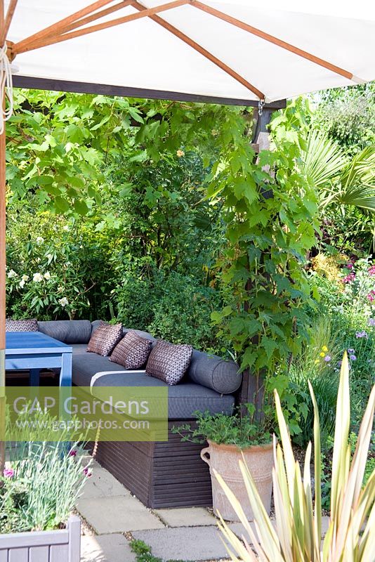 Vitis 'Brandt' covering pergola and a parasol offer shade with a seating area in a Moroccan inspired, drought tolerant garden