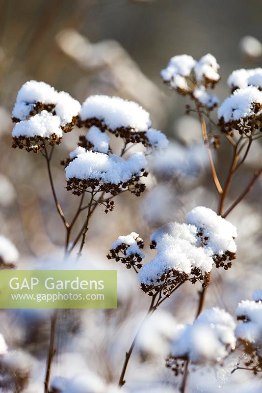 Spiraea japonica 'Gold Mound' with snow 