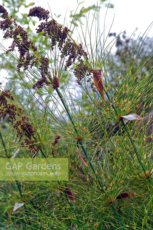 Elegia capensis - Greystones, Cornwall