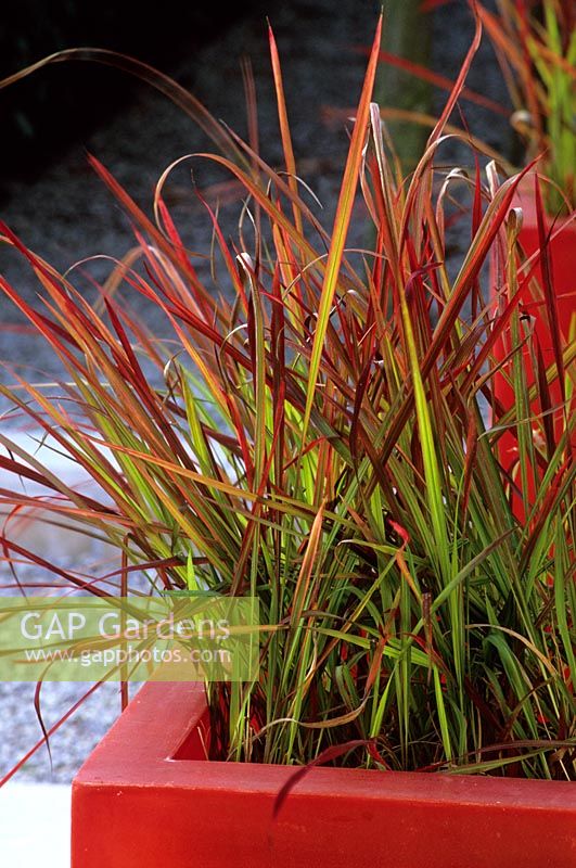 Red fibreglass planter with Imperata cylindrica - Belgium