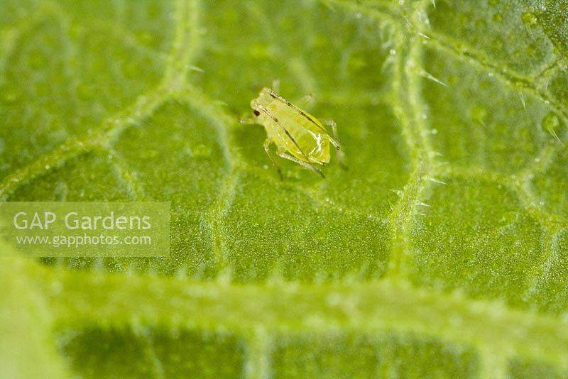 Leaf of courgette plant with greenfly