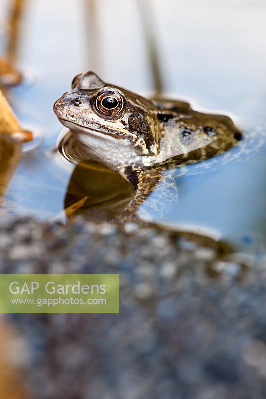 Rana temporaria - Common frog and frog spawn in a garden pond