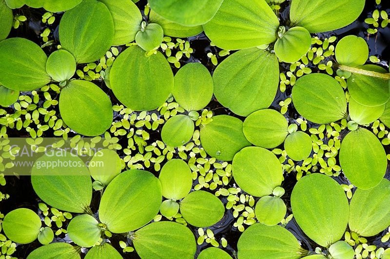 Pistia stratoites - Water lettuce or water cabbage on a pond