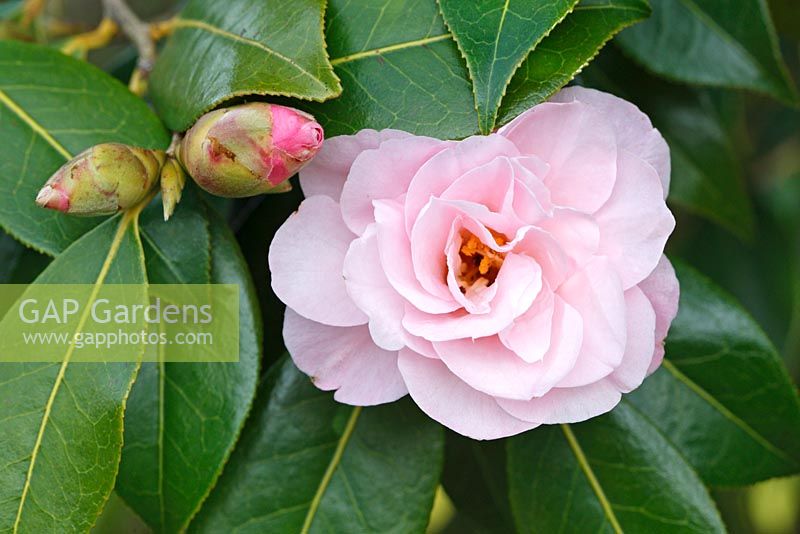 Camellia 'Charles Puddle'